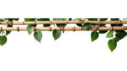 Bamboo border overlayed with vines, isolated. For headers, footers, dividers