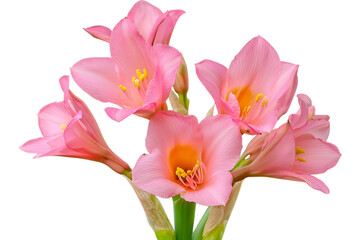 Obraz premium Cluster of pink lilies in bloom, isolated on black backdrop. For cards, gifts, floral designs