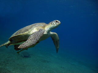 Big Green turtle , Green turtles are the largest of all sea turtles. A typical adult is 3 to 4 feet long and weighs between 300 and 350 pounds.