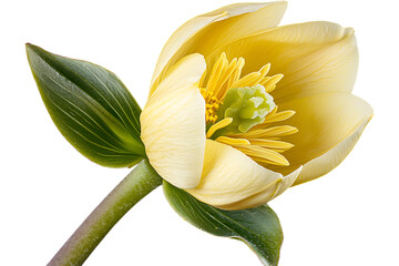 Obraz premium Open Yellow Flower isolated. Close-up petals, stamen details. Possible use Spring promo, design element