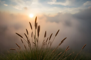 Naklejka premium Tall Grass Silhouetted on Hilltop with Misty Sunset
