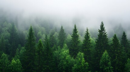 A serene view of misty evergreen forest showcasing lush trees shrouded in fog : Generative AI