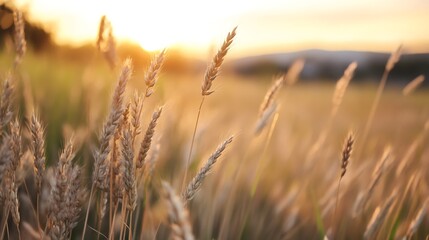 Fototapeta premium Golden wheat field swaying gently in the warm sunlight during sunset showcasing rural beauty : Generative AI