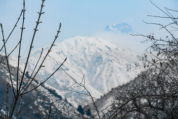 Branches of trees without leaves, with spring swelling buds of frame in the foreground against the background of a blurred cascades of mountain peaks and slopes covered with snow. Beauty in nature