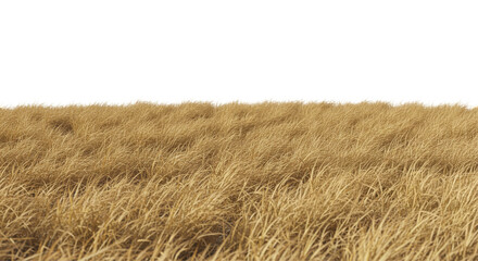 field of brown grass PNG, dry grass, barren field, seasonal, crispy, parched, landscape