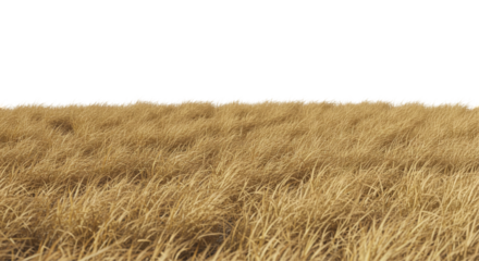 field of brown grass PNG, dry grass, barren field, seasonal, crispy, parched, landscape