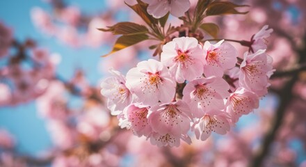 A vibrant cherry tree in full bloom, symbolizing renewal and the arrival of spring.