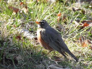 Fototapeta premium American robin living within the Shennadoah National Park, Blue Ridge, mountain wilderness, Virginia.