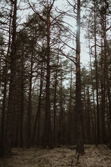 Fototapeta premium trees in the forest. pine forest