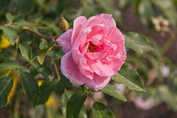 Pink Roses blooming in a Garden