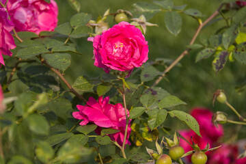 Pink Roses blooming in a Garden