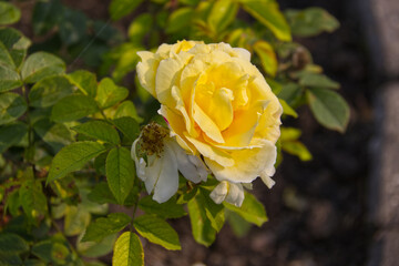 Yellow Rose blooming in a garden