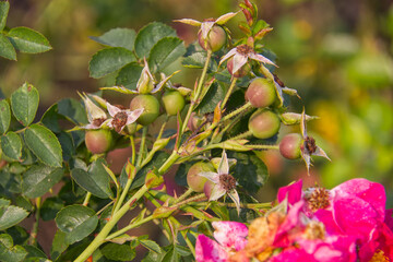 Rose hips after the blooms have died off