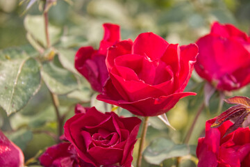 Red Roses Blooming in a Garden