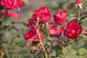 Red Roses Blooming in a Garden