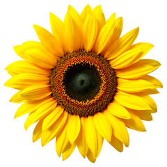 Fototapeta premium Bright Yellow Sunflower With Detailed Center on White Background