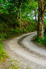 the lonely road at the end of the curve