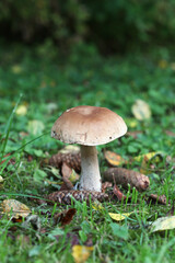 Boletus edulis (king bolete, porcini mushroom) in the forest. Selective focus.