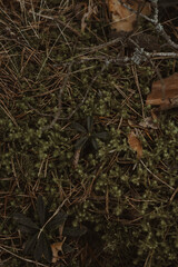 moss on the ground