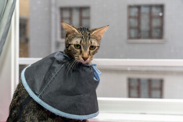 The cat wears a cone collar to protect and prevent licking the wound after sterilization. Neutering the male or female cat. Sick cat concept. wearing Elizabethan collar, plastic, fabric or cloth cone