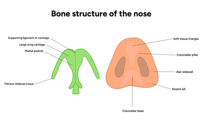 Bone structure of the nose anatomy. Medical diagram infographic Otolaryngology