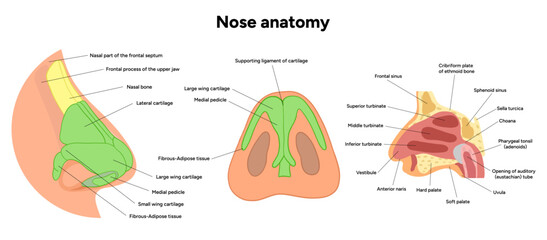 External Bone structure of the nose with internal nose anatomy. Medical diagram infographic Otolaryngology