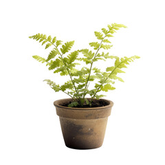 A Tiny Potted Fern with Delicate Lace-like Fronds Isolated on Transparent Background