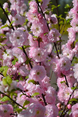 Pink almond tree blooming festival. Closeup photo outdoors.Landscaping , gardening concept.