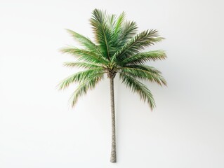 Beautiful Palm Tree in Lush Greenery