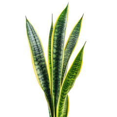 A Lush Snake Plant with Upright Sword Shaped Leaves Isolated on Transparent Background
