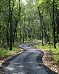 Fototapeta premium Winding asphalt path through lush green forest on sunny day.