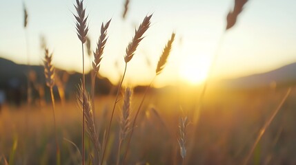 Fototapeta premium Golden Wheat Against a Vibrant Sunset in a Scenic Landscape : Generative AI