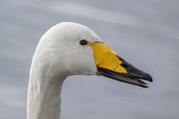 Obraz premium Whooper swan portrait close up