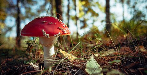 fly agaric mushroom in forest