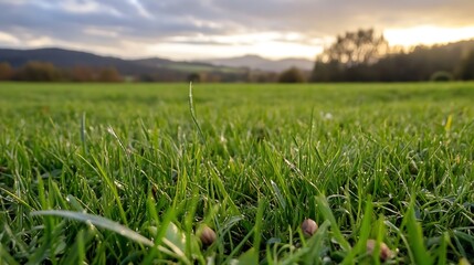 Fototapeta premium Close up view of lush green grass with beautiful scenic backdrop at sunset in a tranquil landscape : Generative AI