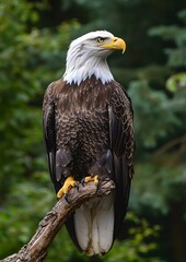 Bald Eagle Soaring High in Blue Sky