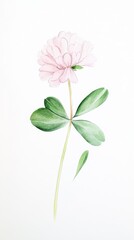 Fototapeta premium Delicate pink clover blossoms gracefully sway with gentle green leaves in a watercolor botanical illustration