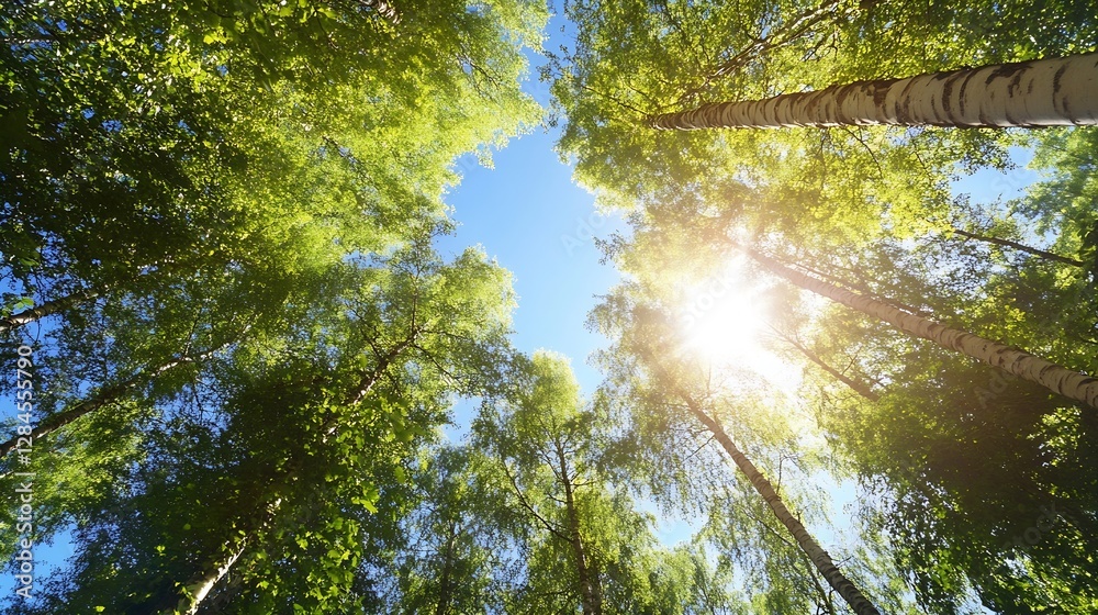 Poster Sunlight Filtering Through a Dense Canopy of Green Trees in a Summer Forest : Generative AI