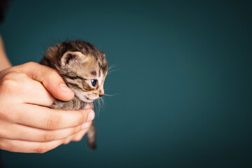 Cute little kitten in caring hands on background.