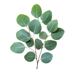 Naklejka premium fresh eucalyptus leaf isolated on white transparent background