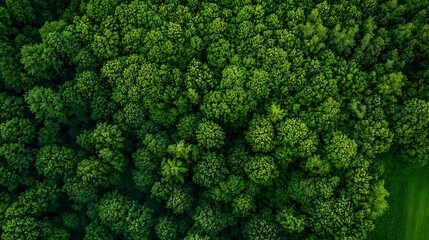 Lush green trees forming a vibrant canopy viewed from above offering a rich natural environment : Generative AI