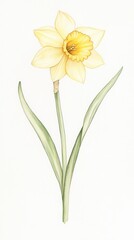 Delicate daffodil blooms with soft yellow petals and lush green leaves, celebrating the essence of springtime freshness in botanical art