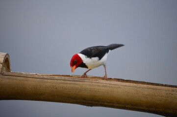 Cardinal-da-Amazônia se alimentando em um poleiro.
