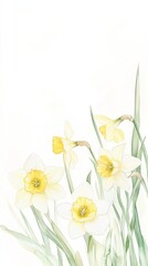 Obraz premium Delicate daffodils bloom in a soft watercolor style, capturing the essence of springtime warmth and renewal in their hand-painted beauty