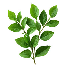 Fototapeta premium green herb sprig isolated on a white transparent background