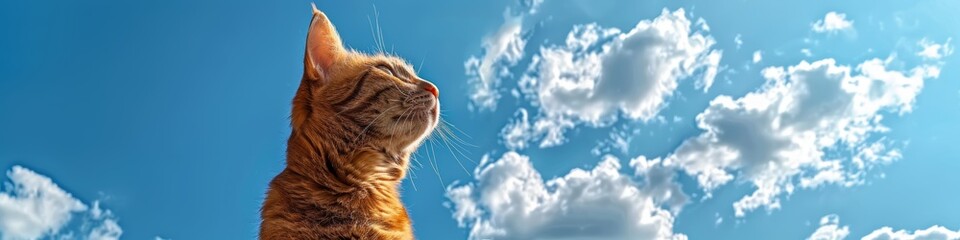 Orange Tabby Cat Gazing at the Sky: A Serene Moment