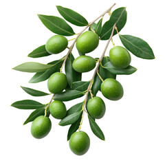 Green olives with leaves on a branch isolated on a white transparent background