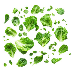 green romaine lettuce png isolated on white transparent background