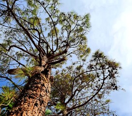 tree and sky