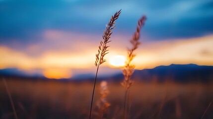 Fototapeta premium Beautiful golden sunset captured through tall grass with vibrant colors illuminating the sky : Generative AI